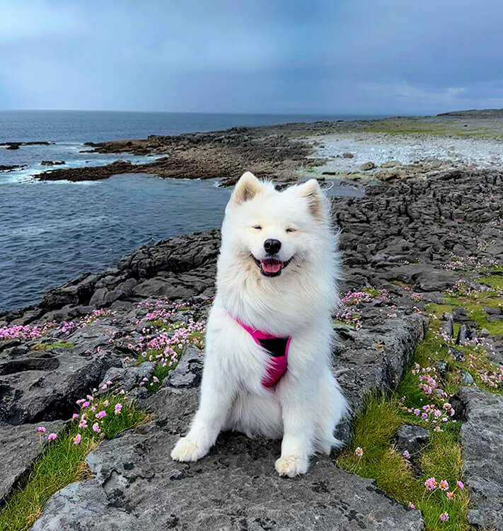 Coco explores the wildflowers of the Burren at the edge of the Atlantic Ocean