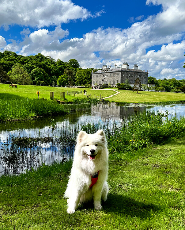 Coco sits in front of pond with the Palladian mansion Westport House behind her and reflected on the mirror-like pond in County May, Ireland