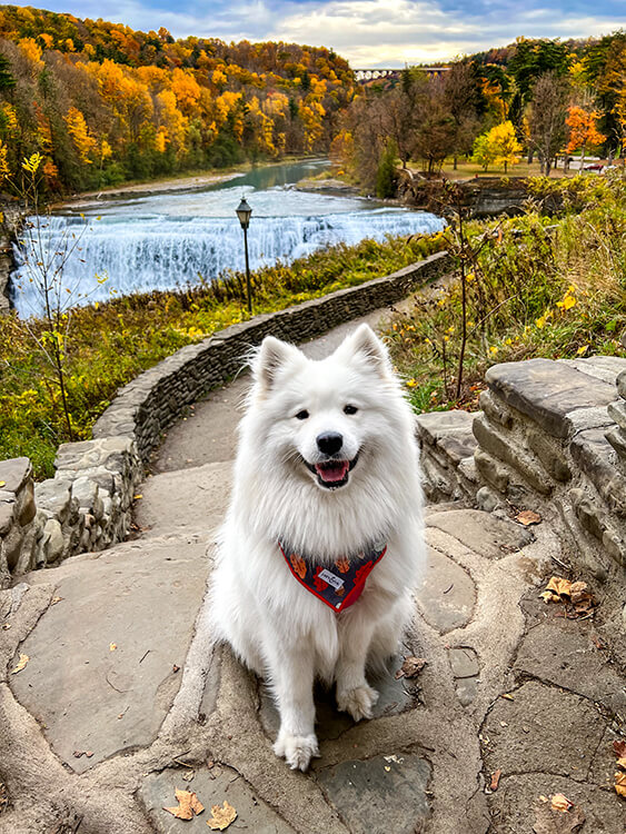 A Samoyed dog sits on the stone steps leading to the Middle Falls Overlook with the waterfall and canyon in fall colors of yellows and oranges behind at Letchworth State Park