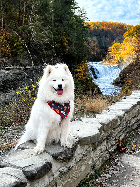 Dog sits posing with the Lower Falls waterfall and Genessee River behind at Letchworth State Park