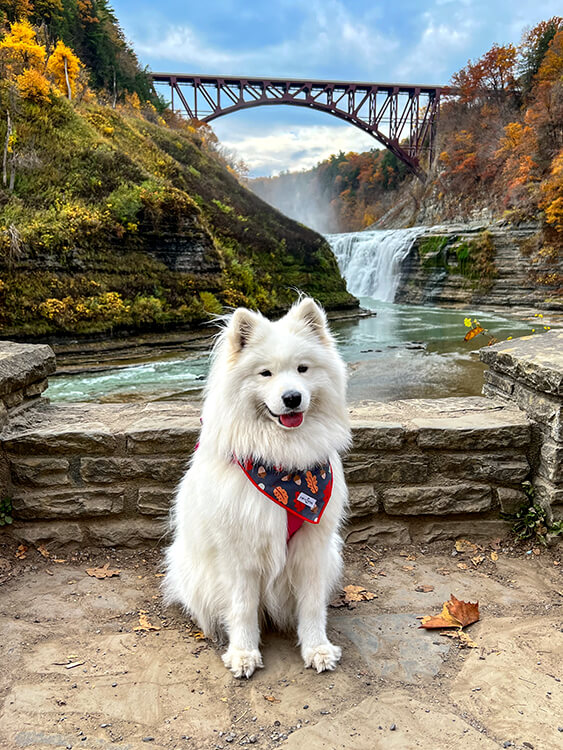 Coco the Traveling Samoyed sits posing with the Upper Falls waterfalls and railroad bridge behind at Letchworth State Park