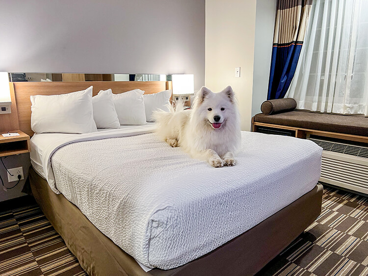 A Samoyed dog lays on the queen bed in a room at Microtel Inn & Suites in Warsaw, New York