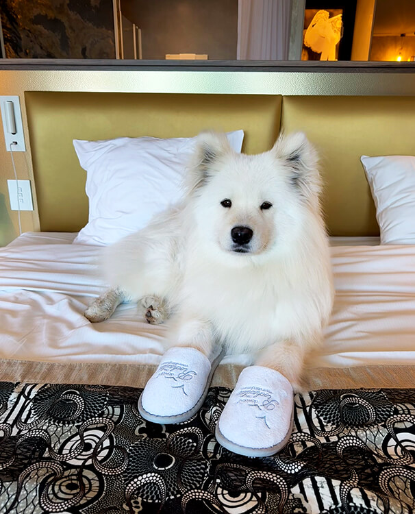 Coco wears Domaine de Rochevilaine slippers are is sleepy on the bed in our room 