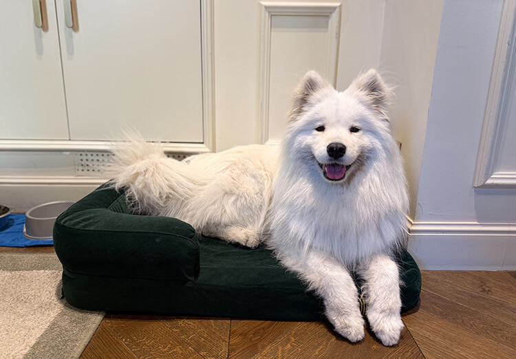 Coco lays on the dark green velvet pet bed provided by Hotel La Gemma Florence