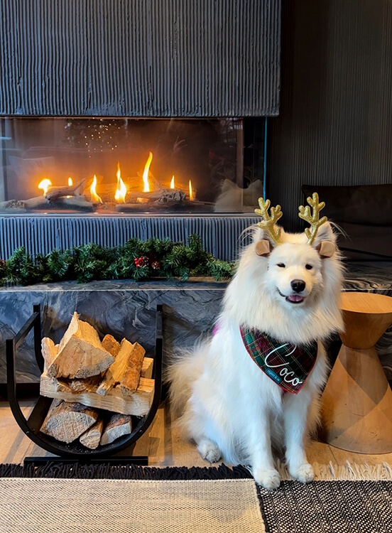 Coco the Samoyed sits in front of the fireplace in the living room of the lobby at Kimpton Saint George Toronto