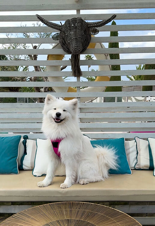 Coco enjoys relaxing in one of the cabanas in the garden at Hotel L'Île de la Lagune