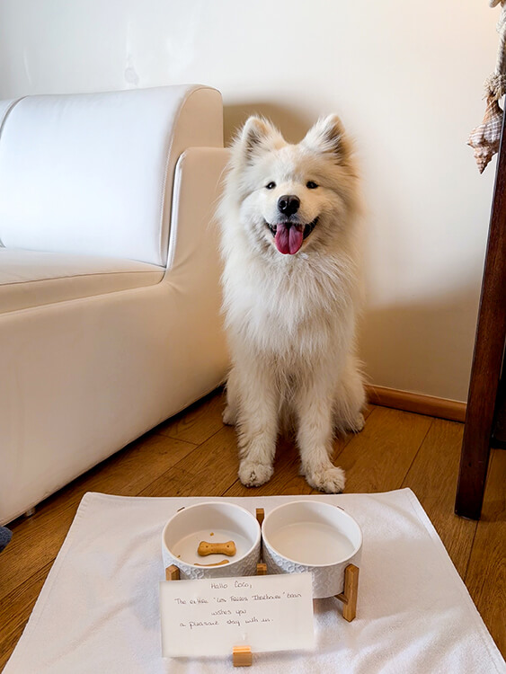 Coco sits smiling behind her bowls, treats and welcome note at Les Frères Ibarboure