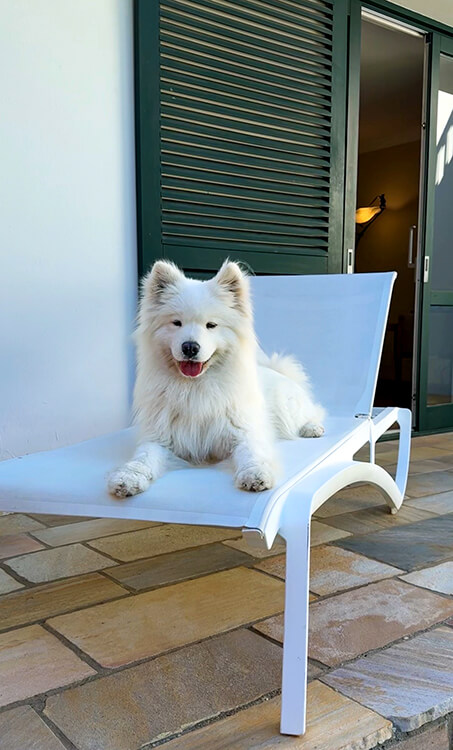 Coco lays on a lounge chair on the terrace of our private garden in our room at Les Frères Ibarboure