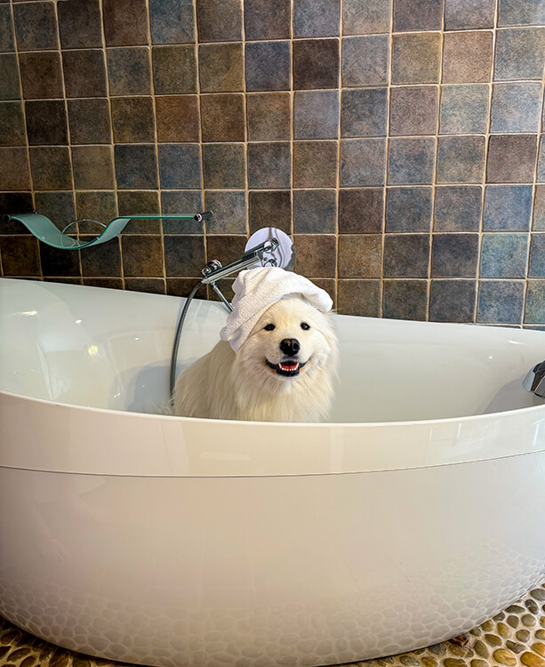 Coco sits in the bathtub with a towel on her head in our bathroom at Les Frères Ibarboure