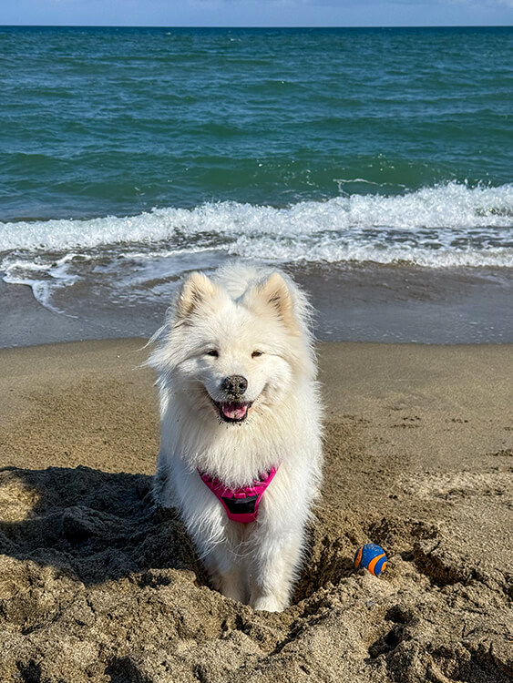 Coco enjoying the beaches of Saint-Cyprien