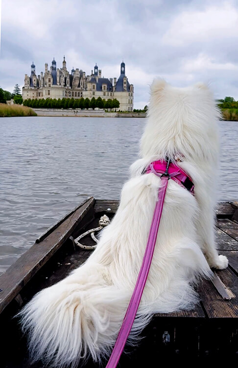 Coco sits on the punt looking to Château de Chambord in the distance in the Loire Valley