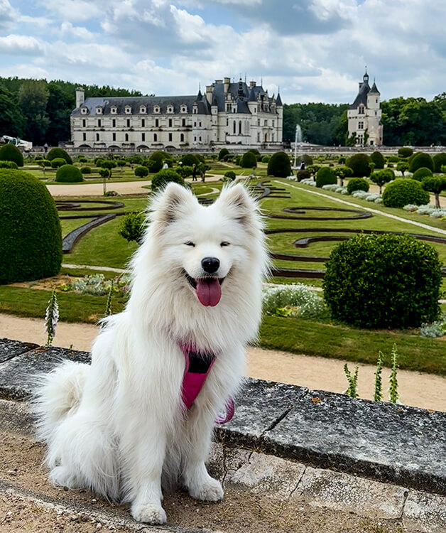 Coco explores the Jardin de Diane de Poitiers at Château de Chenonceau in the Loire Valley