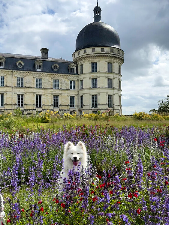 Coco sits in a garden of lavender at Château de Valençay in the Loire Valley