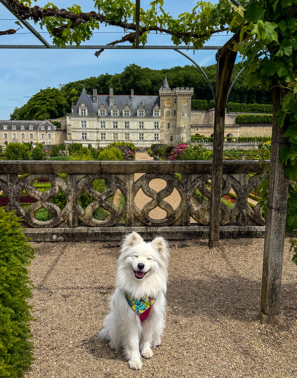 Coco sits under a trellis shaded with grape vines in the gardens of Château de Villandry in the Loire Valley