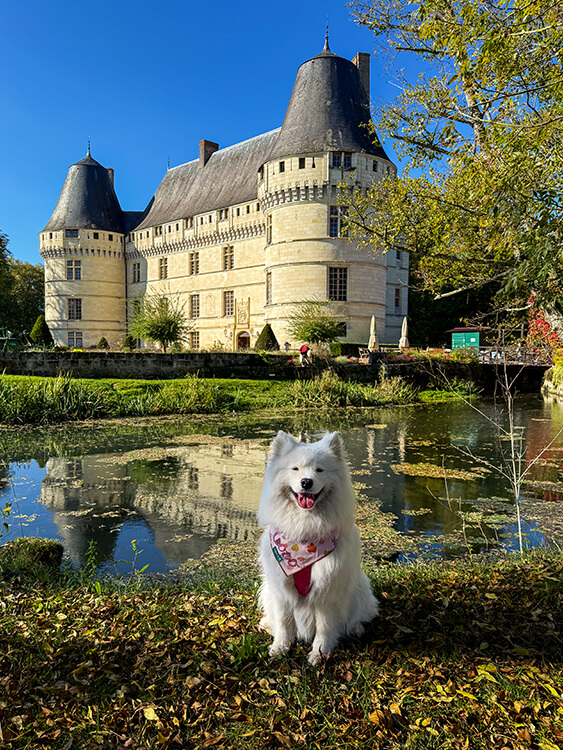 Coco poses among the fall leaves with Château de l'Islette reflecting on the Indre River behind her in the Loire Valley
