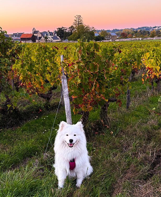 Coco sits among the vines in Chinon AOC at sunset