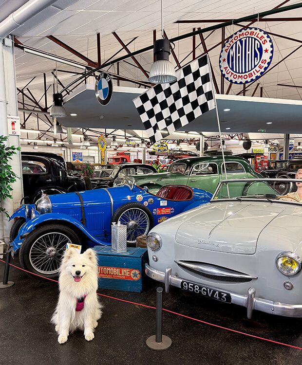 Coco sits in front of antique cars at the Musée de l'Automobile à Valençay in the Loire Valley