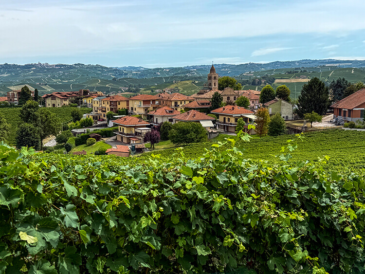 A view of the hamlet of Annunziata with its' tower and red brick buildings peeking out from behind rows of vines in the Barolo wine region of Piedmont, Italy