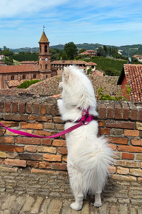 Coco looks out over the rooftops of Serralunga d'Alba from the Castello di Serralunga