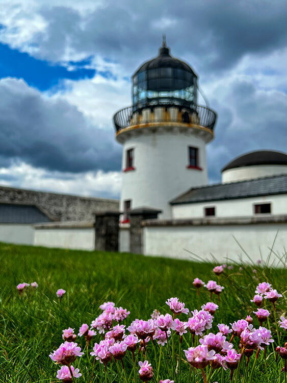A patch of pink wildflowers grows inside the walled grounds of Clare Island Lighthouse with the light tower rising up behind