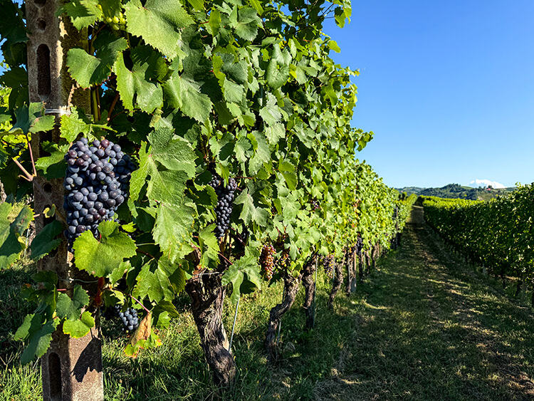 A bunch of Nebbiolo grapes ripen on the vine in the Barolo wine region