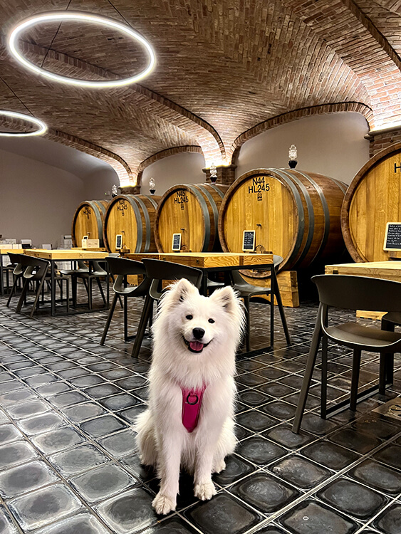 Sits sits in a barrel aging room that also has a tasting space at Cantina Diego Morra