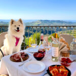 Coco sits at a table with bottles of Roberto Sarotto wine, local cured meats, and cheeses for a wine tasting in Rodello in the Barolo wine region