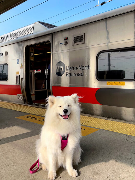 Coco sits on the platform at New Haven Union Station in front of a Metro North Railway car