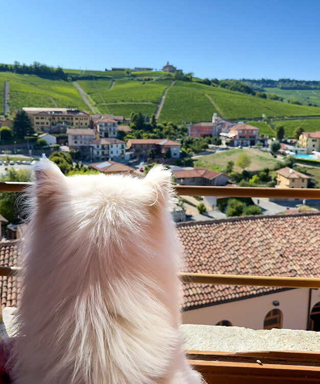Coco looks out a window of the WiMu Wine Museum of Barolo at the Barolo vineyards and Langhe hills