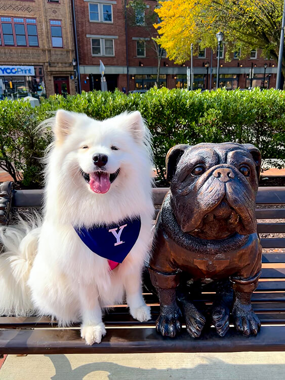 Coco sits on a bench next to the metal Handsome Dan statue at The Shops at Yale in New Haven, Connecticut