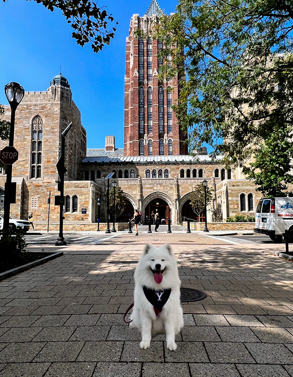 Coco poses on Alexander Walk outside Yale Law School