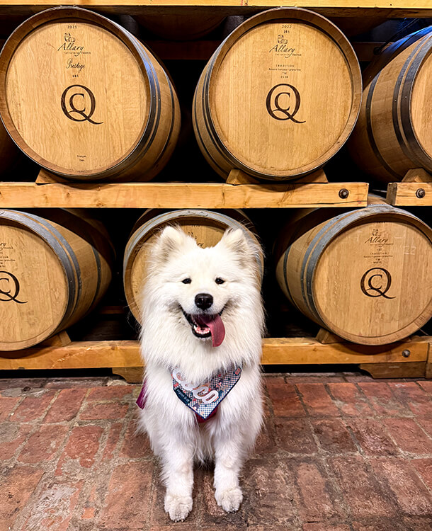 Coco sits in front of stacked French oak barrels in the cellar oof Querceto di Castellina