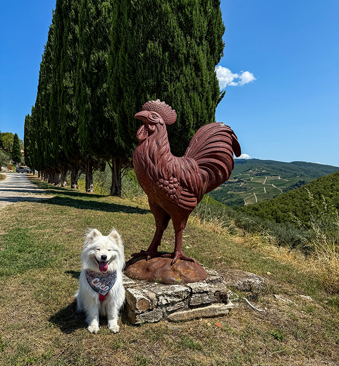 Coco sits next to a rooster statue overlooking the vineyards at the entrance to Querceto di Castellina