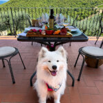Coco sits in front of the table on the terrace with a board of crostini and the range of Querceto di Castellina wines for our dog-friendly wine and food pairing experience