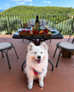 Coco sits in front of the table on the terrace with a board of crostini and the range of Querceto di Castellina wines for our dog-friendly wine and food pairing experience