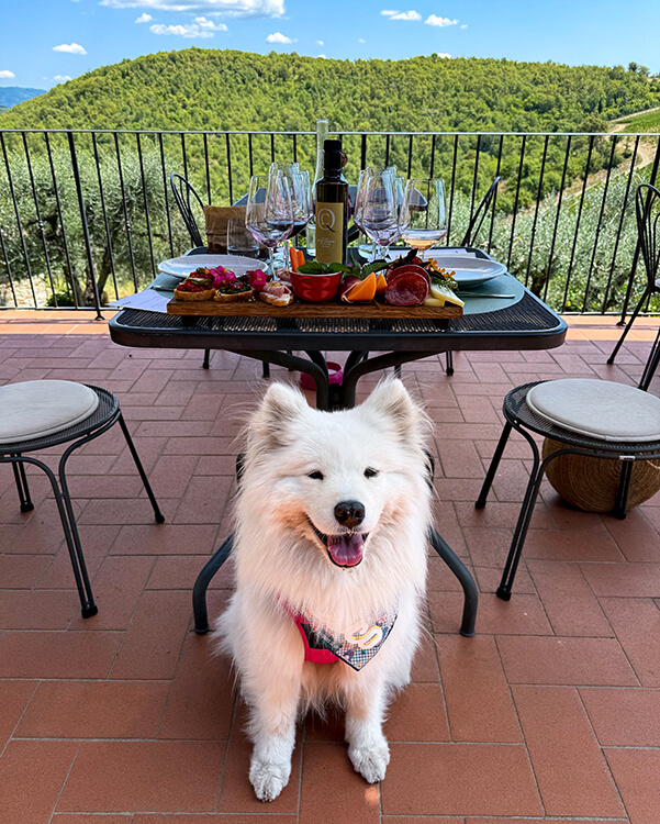 Coco sits in front of the table on the terrace with a board of crostini and the range of Querceto di Castellina wines for our dog-friendly wine and food pairing experience